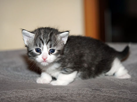 Ursa am 27. Januar 2026